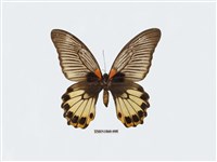 藏品(大鳳蝶)的圖片